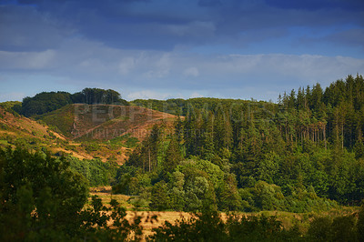 Buy stock photo Landscape, trees and countryside with woods, forest and texture in nature, outdoor and view. Holiday, travel and autumn for vacation as wallpaper, background and sustainability on adventure in Canada