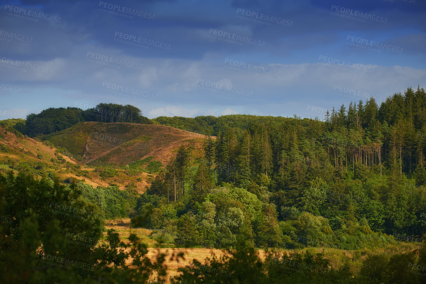 Buy stock photo Landscape, trees and countryside with woods, forest and texture in nature, outdoor and view. Holiday, travel and autumn for vacation as wallpaper, background and sustainability on adventure in Canada