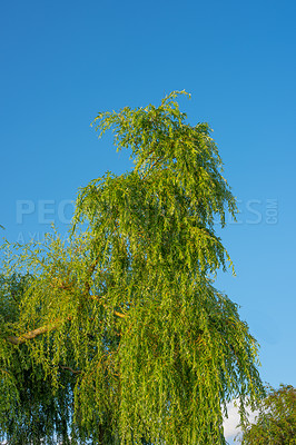 Buy stock photo Woods landscape, branch and blue sky with trees, plant or growth for sustainability or green nature. Bush, forest and leaves in spring for ecology in healthy environment, countryside or rainforest