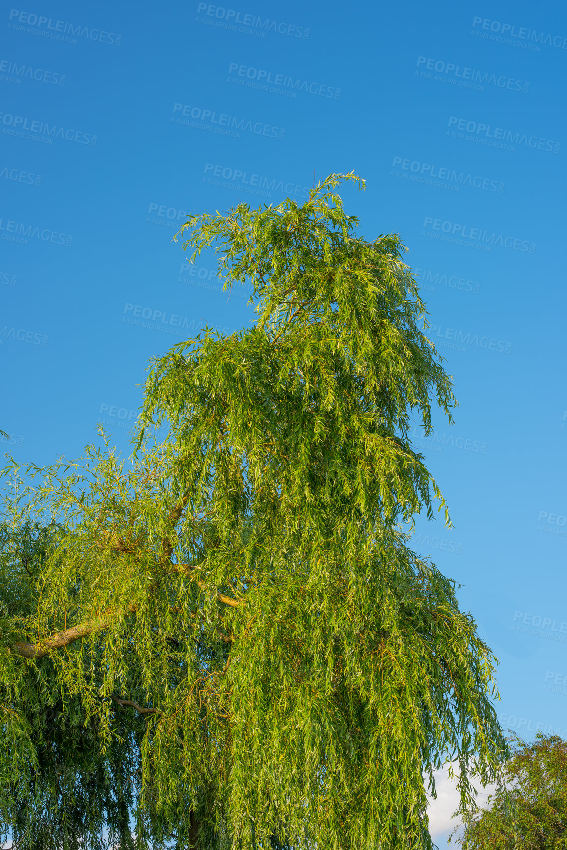 Buy stock photo Woods landscape, branch and blue sky with trees, plant or growth for sustainability or green nature. Bush, forest and leaves in spring for ecology in healthy environment, countryside or rainforest