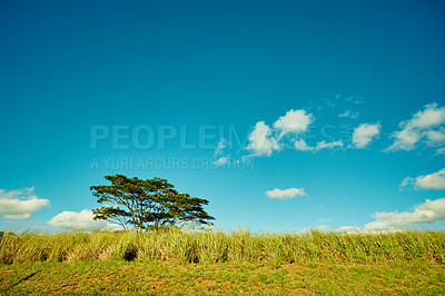 Buy stock photo Tree, blue sky and countryside with nature, environment and tourism with plants, woods and eco friendly. Empty, autumn and leafs with landscape, ecology and field with conservation, travel and grass