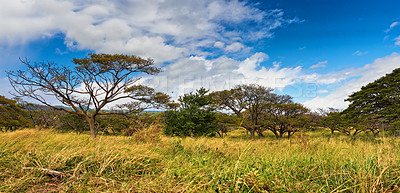 Buy stock photo Nature, forest and landscape with blue sky background, trees and eco friendly outdoor environment in Africa. Woods, ecology or grass on field, plants and safari in kenya, savannah or natural wildlife