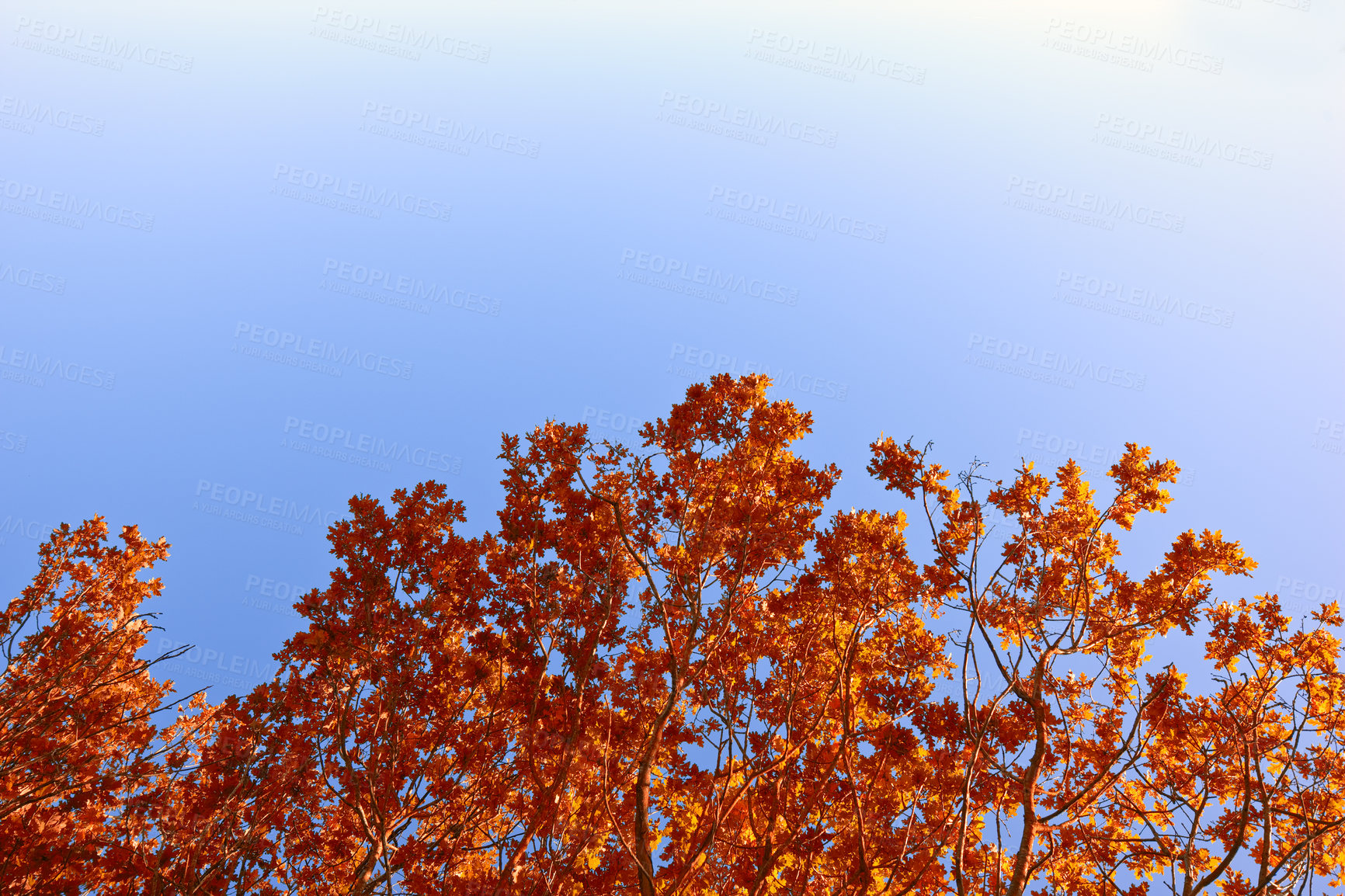 Buy stock photo Autumn, sunshine and blue sky in nature with trees, serenity and aesthetic for wallpaper. Branches, ecosystem and light in woods for background, environment and habitat in fall for ecology or texture