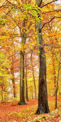 Buy stock photo Autumn, woods and nature with trees landscape in bush with colorful plants, leaves and foliage in ecosystem. Forest, natural growth or earth background for sustainability, scenery or hiking adventure