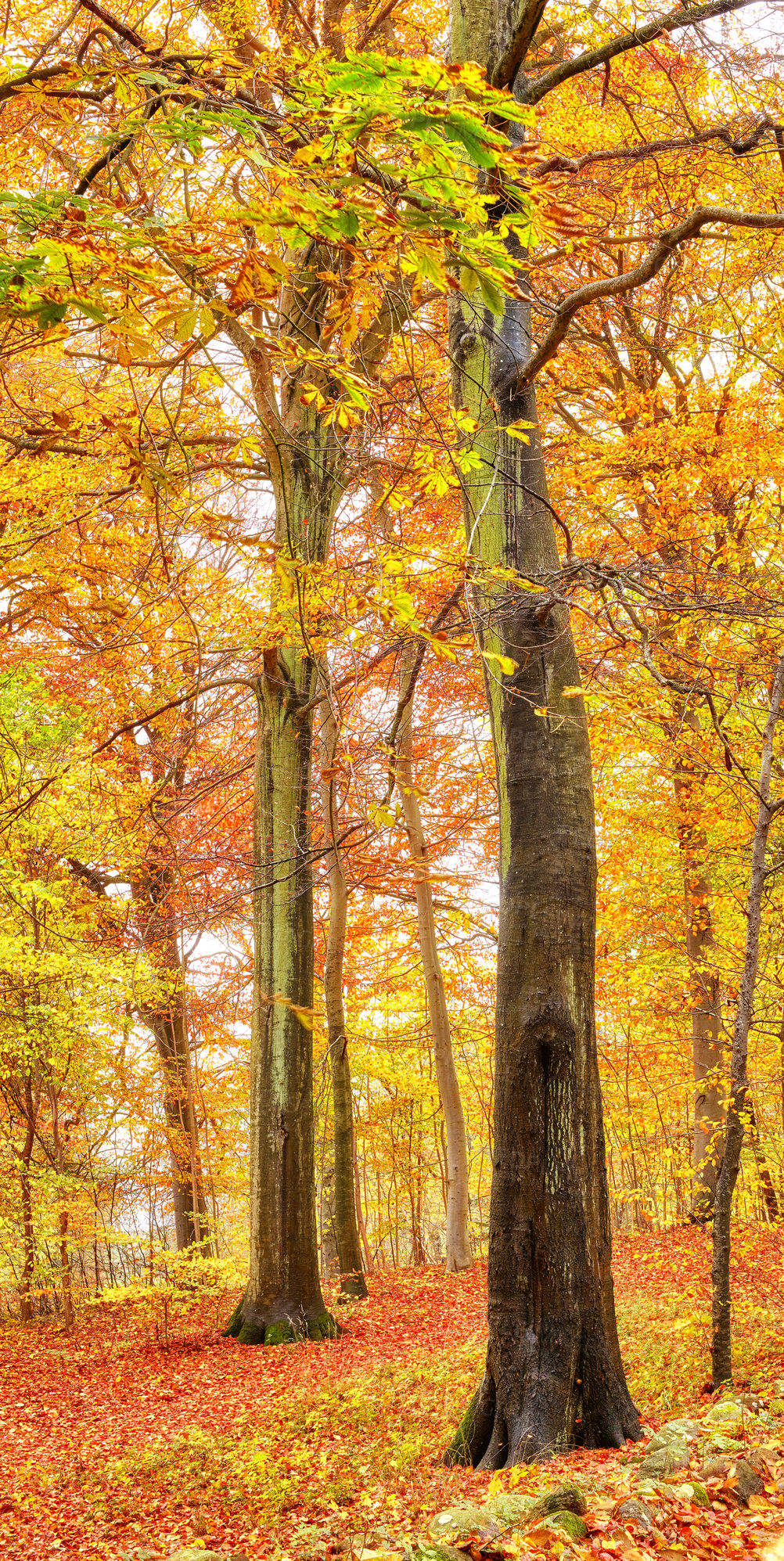 Buy stock photo Autumn, woods and nature with trees landscape in bush with colorful plants, leaves and foliage in ecosystem. Forest, natural growth or earth background for sustainability, scenery or hiking adventure