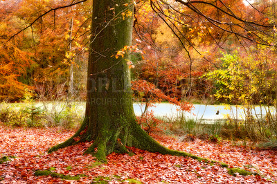 Buy stock photo Autumn, forest and trunk with trees landscape in nature with colorful plants, leaves and foliage in ecosystem. Lake, natural growth or bush background for sustainability, scenery or hiking adventure