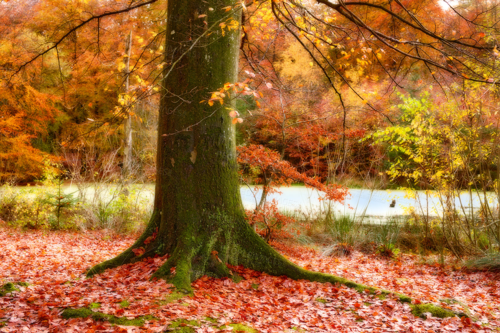 Buy stock photo Autumn, forest and trunk with trees landscape in nature with colorful plants, leaves and foliage in ecosystem. Lake, natural growth or bush background for sustainability, scenery or hiking adventure