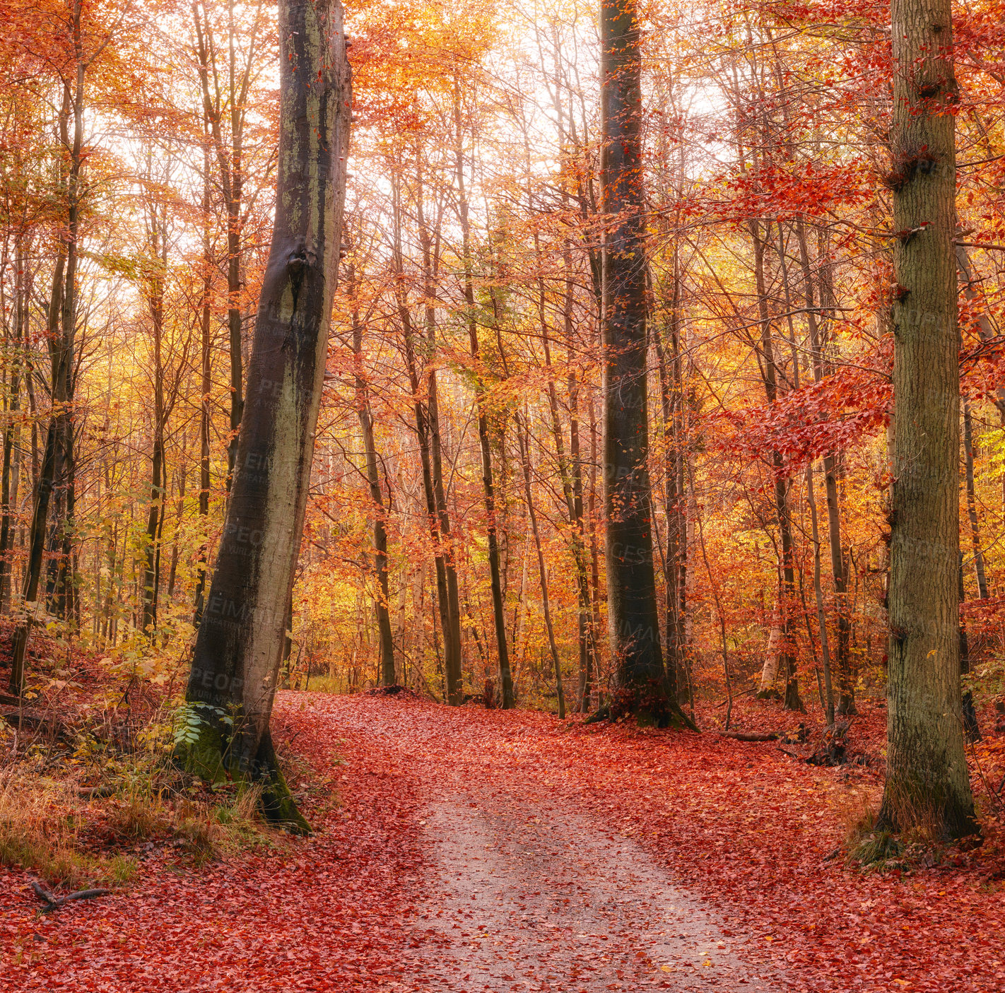 Buy stock photo Tree - universal plant in all types and forms