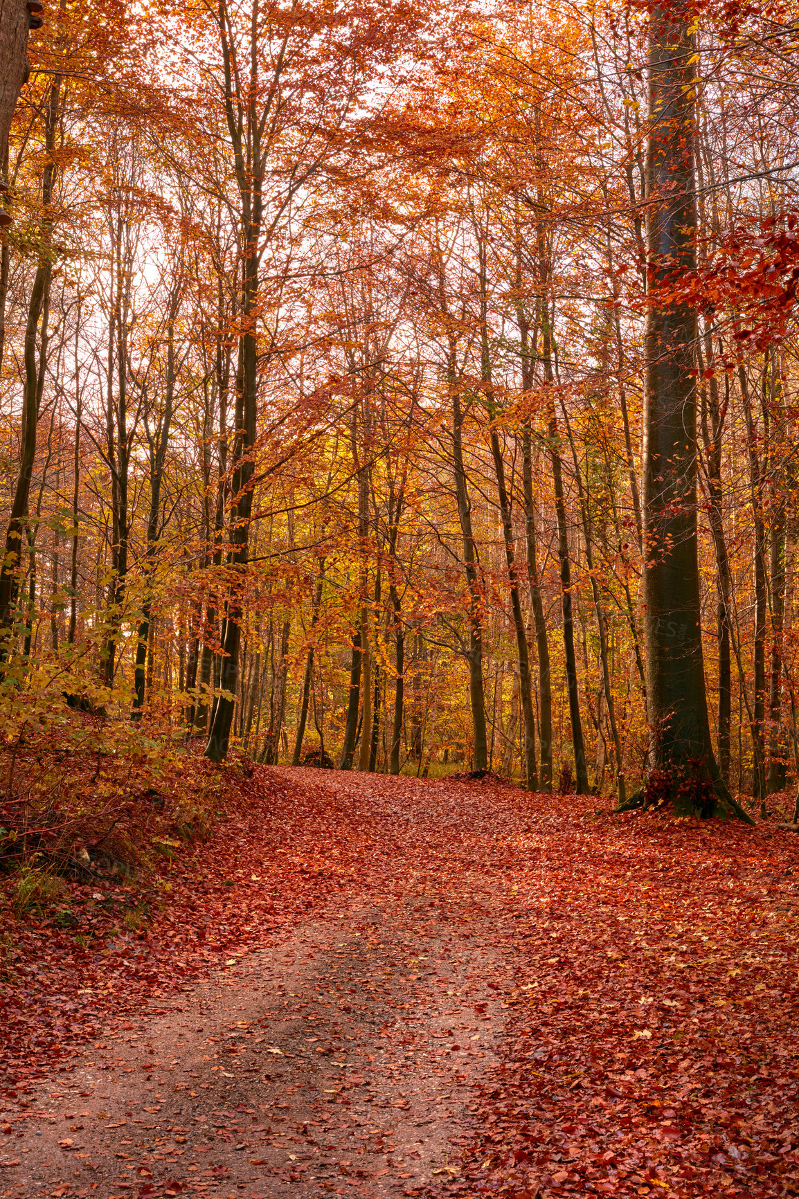 Buy stock photo Autumn, forest and path with trees landscape in nature with colorful plants, leaves and foliage in ecosystem. Woods, natural growth and background for sustainability, scenery and hiking adventure