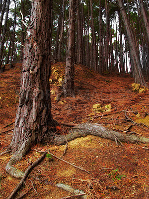 Buy stock photo Landscape, pine trees and outdoor in forest, nature and low angle with roots, bark and autumn leaves. Woods, hill and ground with branch, wild and environment in sunshine, plants or location in Italy