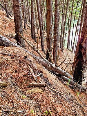Buy stock photo Pine trees - slim and proud