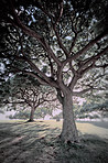 Hardwood forest tree