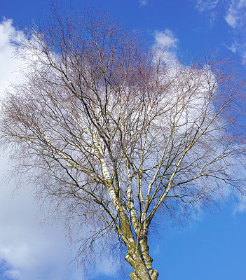 Buy stock photo Tree, blue sky and landscape in nature for sustainability, growth and oxygen with clouds. Natural environment, bare branches and ecology with scenery for travel location and woods destination