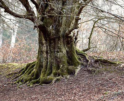 Buy stock photo Hardwood forest uncultivated