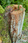 Hardwood forest tree