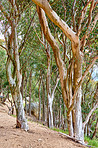 Hardwood forest tree