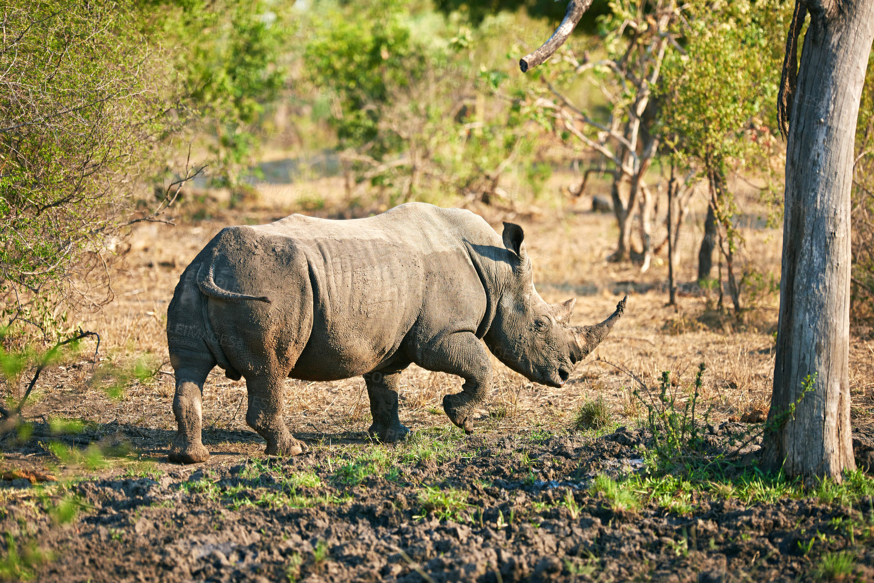 Buy stock photo Africa, nature and rhino with environment, ecology and grazing with wildlife. Outdoor, animal and safari with tourism, landscape and empty with field, Kenya and travel with conservation and habitat