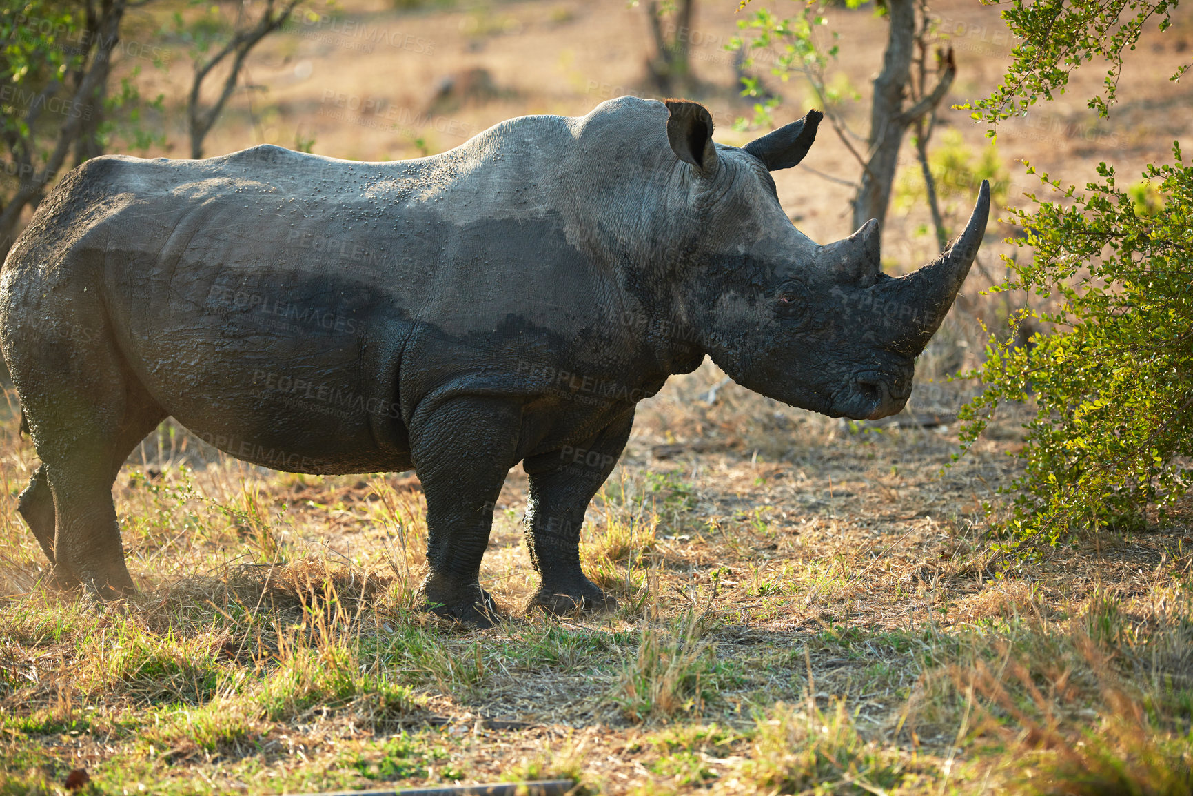 Buy stock photo Rhino, animal sanctuary and game reserve with sustainability and environment for indigenous wildlife in Africa. Conservation, protected area and nature with travel, safari and outdoor in Kenya