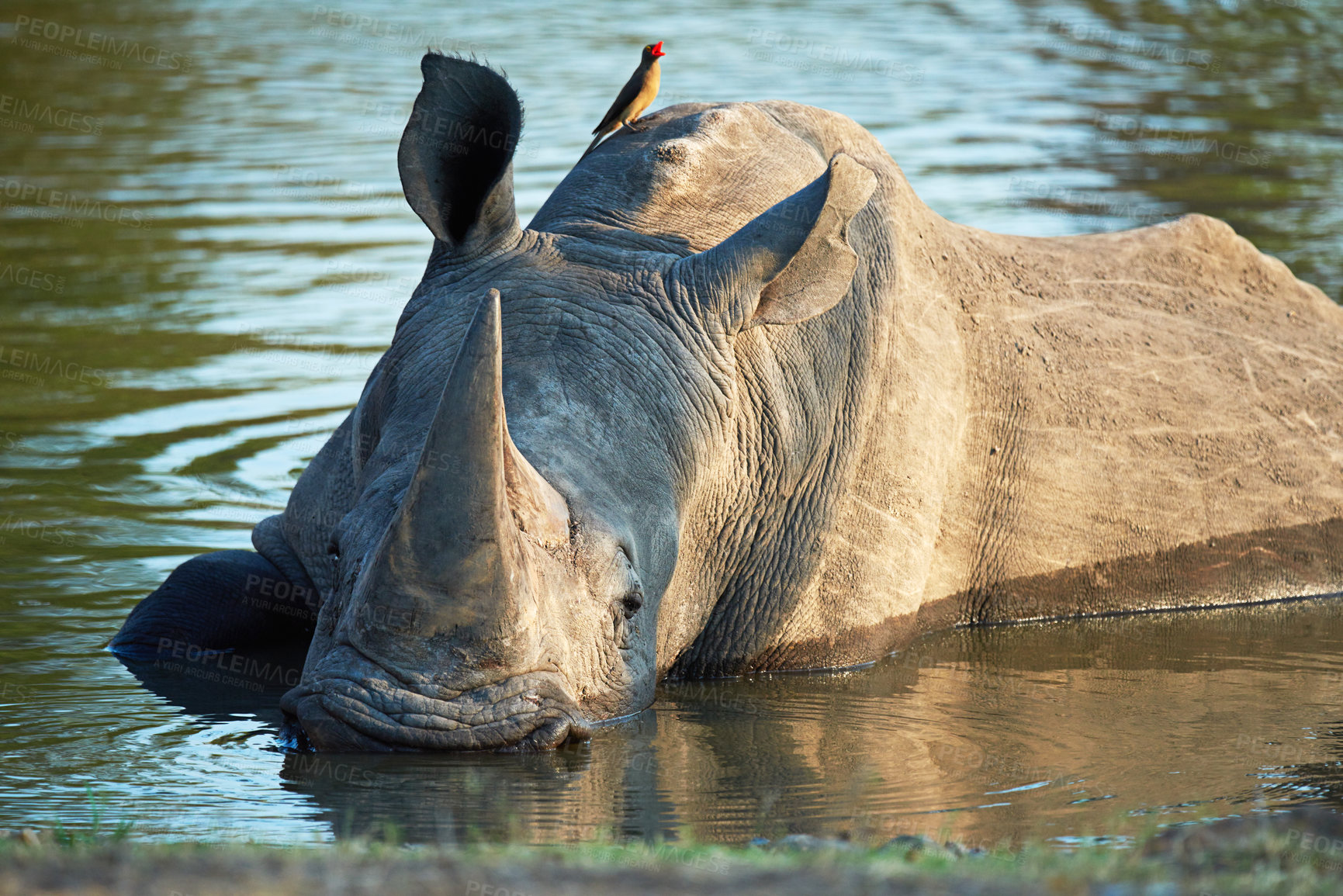 Buy stock photo Rhino, water and bird for conservation, nature and big game survival for safari tourism. Protected indigenous animal, lake and savannah travel destination for wildlife or endangered serengeti species