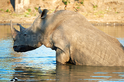 Buy stock photo Rhino, animal and river in game reserve with birds and environment for indigenous wildlife in Africa. Conservation, eco friendly area and nature with safari, travel and outdoor in Kenya by water