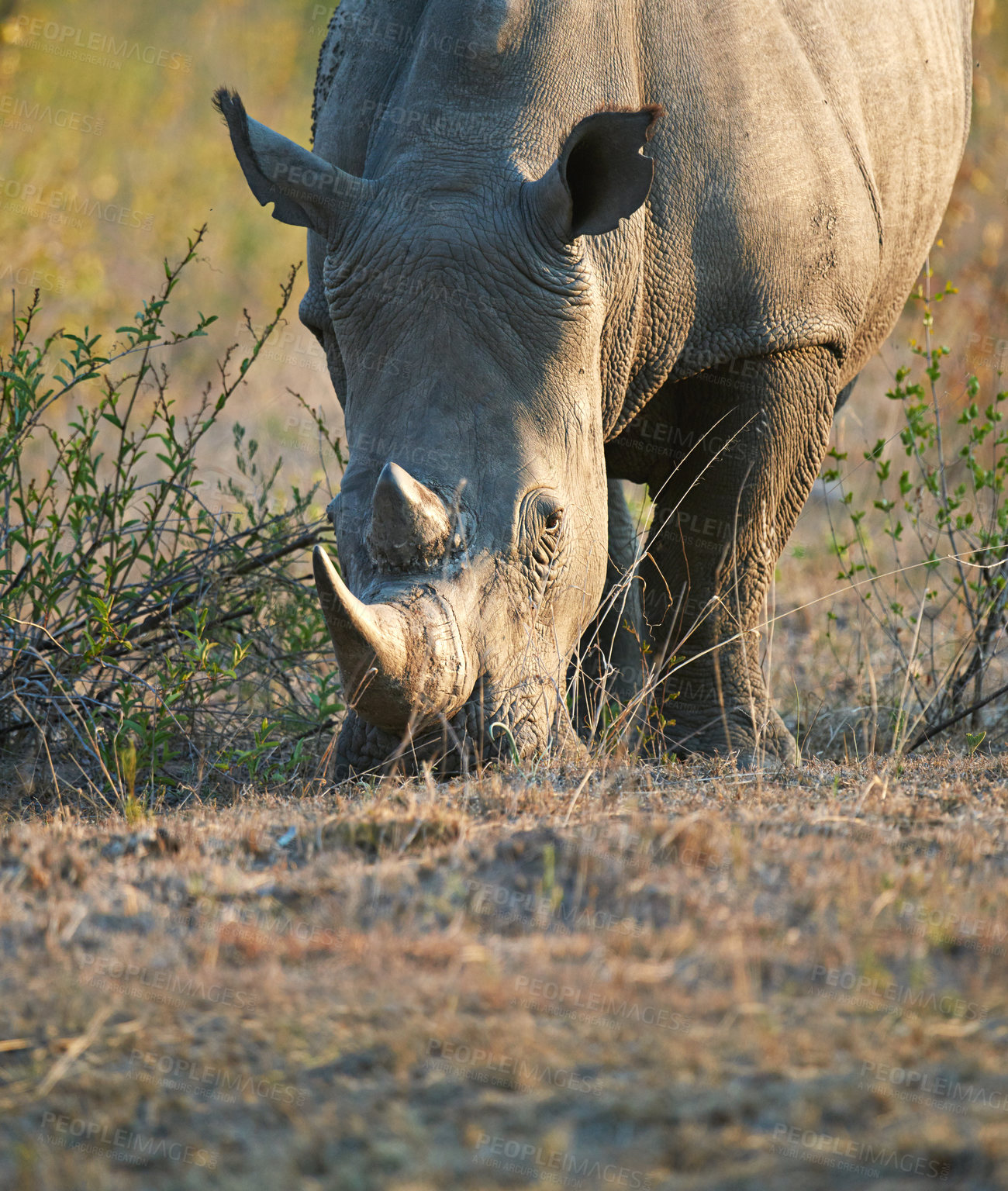 Buy stock photo Rhino, animal and grass at game reserve with sustainability and environment for indigenous wildlife in Africa. Conservation, protected area and nature with travel, safari and outdoor in Kenya