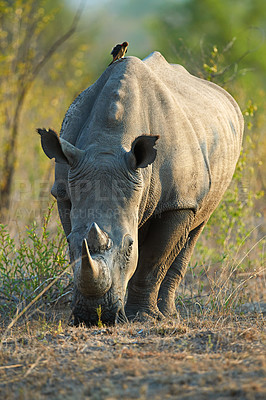 Buy stock photo Rhino, nature and wildlife destination in jungle, safari location and animal in African habitat. Outdoor, ecosystem and indigenous in Botswana for protected species, endangered mammal and environment