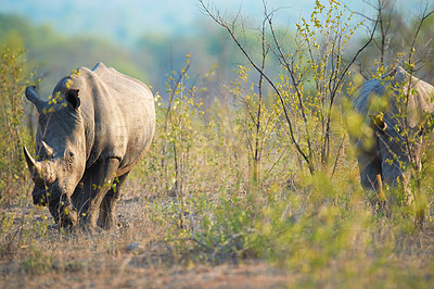 Buy stock photo Shot of two rhinoceros in their natural habitat