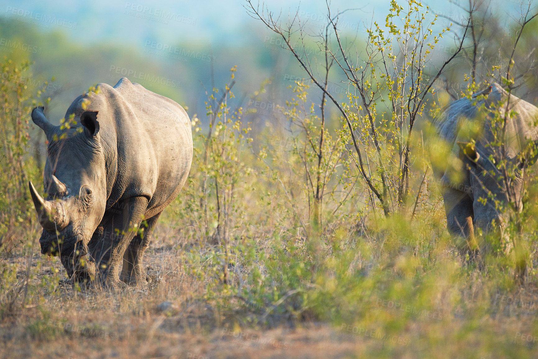 Buy stock photo Shot of two rhinoceros in their natural habitat