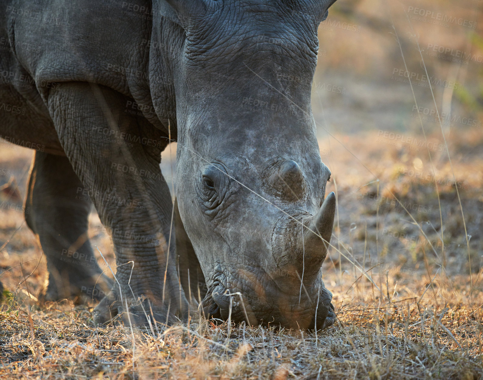 Buy stock photo Rhino, wild animal and game reserve with sustainability and environment for indigenous wildlife in Africa. Conservation, protected area and nature with travel, safari and outdoor in Kenya by grass