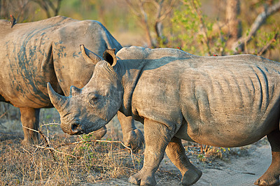 Buy stock photo Rhino, field and savannah for conservation, protection and big game survival for safari tourism. Protected indigenous animal, habitat and serengeti travel ecology for wildlife and endangered species