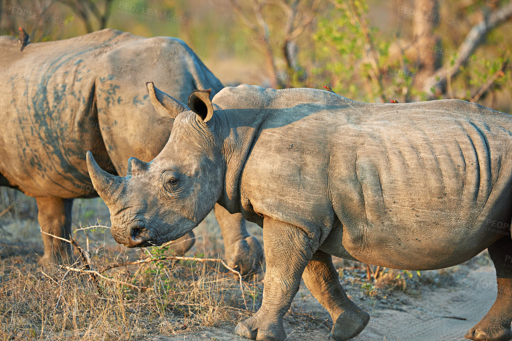 Buy stock photo Rhino, field and savannah for conservation, protection and big game survival for safari tourism. Protected indigenous animal, habitat and serengeti travel ecology for wildlife and endangered species