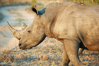 Buy stock photo Rhino, habitat and savannah for conservation, protection and big game survival for safari tourism. Protected indigenous animal, field and serengeti travel ecology for wildlife and endangered species