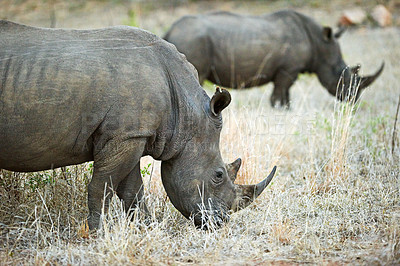 Buy stock photo Rhino, safari and field for conservation, protection and big game survival for savannah tourism. Protected indigenous animal, habitat and serengeti travel ecology for wildlife and endangered species