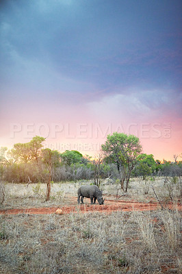 Buy stock photo Shot of a rhinoceros in its natural habitat