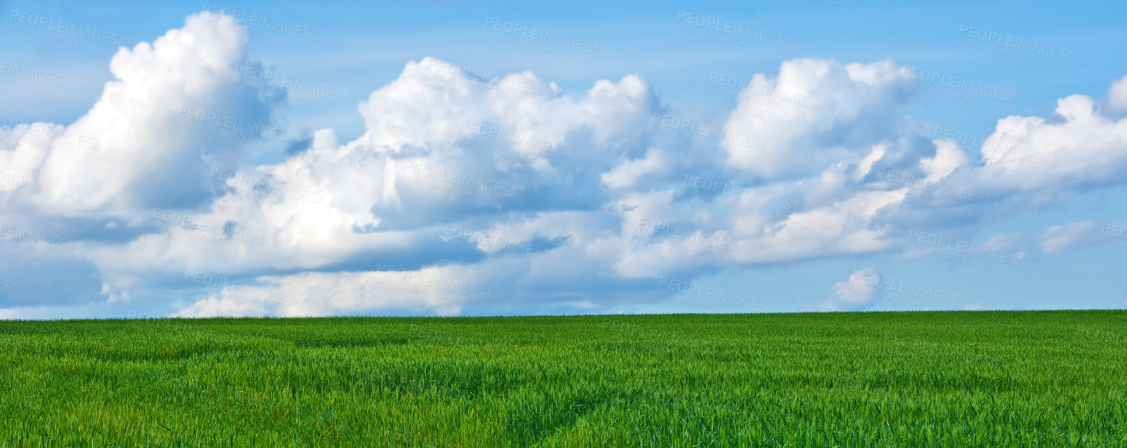 Buy stock photo Blue sky, clouds and landscape at countryside with environment, sustainability and sunshine. Nature, summer and wallpaper with grass at field for eco friendly, growth and meadow with lawn in Denmark