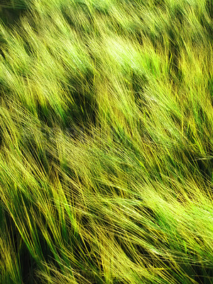 Buy stock photo Nature, landscape and wind in grass in meadow, field and outdoors for environment, ecosystem and earth. Natural background, wallpaper and blur of foliage, plants and ecology for growth in countryside