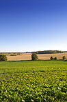 Springtime in the countryside
