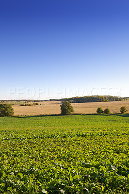 Buy stock photo Farm, landscape and crops in nature, outdoor or rows with growth for vegetables, plants or sprout in spring. Countryside, agriculture and mockup space with blue sky for production in Jutland, Denmark