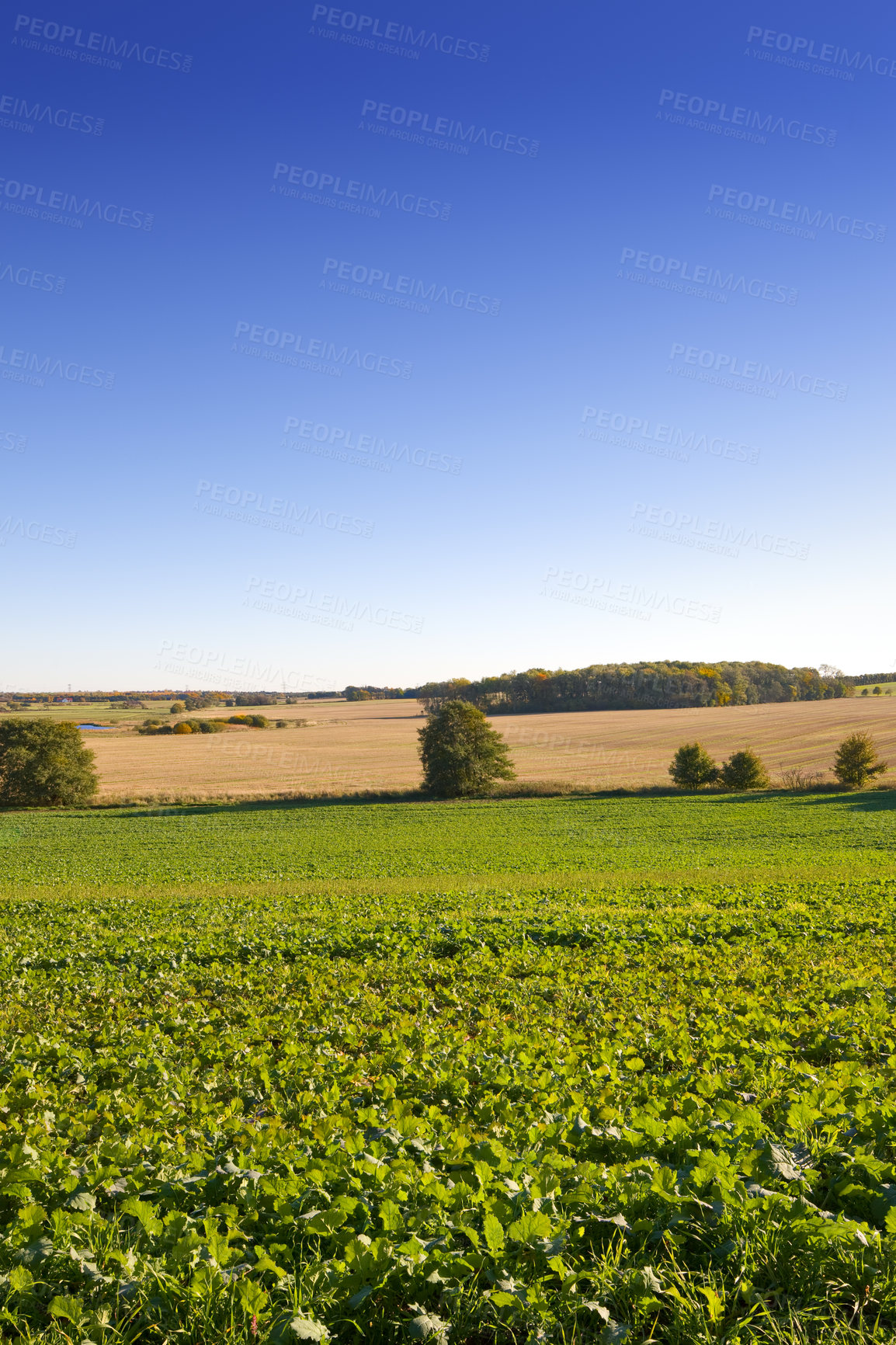 Buy stock photo Farm, landscape and crops in nature, outdoor or rows with growth for vegetables, plants or sprout in spring. Countryside, agriculture and mockup space with blue sky for production in Jutland, Denmark