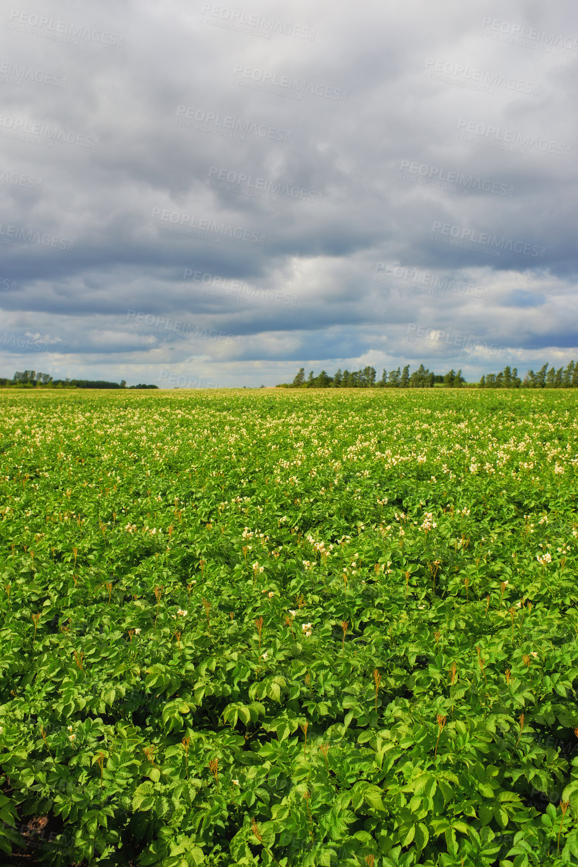 Buy stock photo Beautiful farm landscape with copy space and a cloudy sky. Scenic view of endless bright green land. Open large field with growing crops. Fresh countryside view of nature on an overcast afternoon