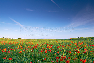 Buy stock photo Farmland in springtime - Jutland, Denmark