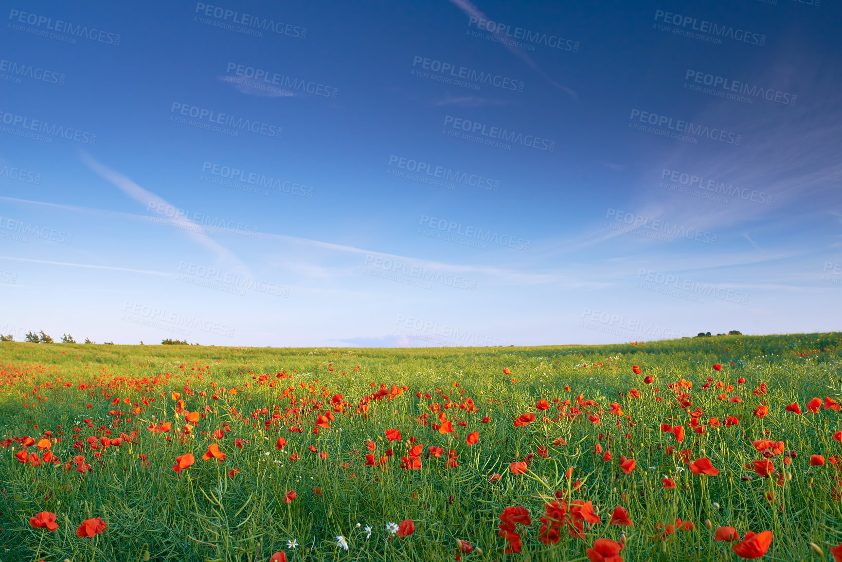 Buy stock photo Farmland in springtime - Jutland, Denmark