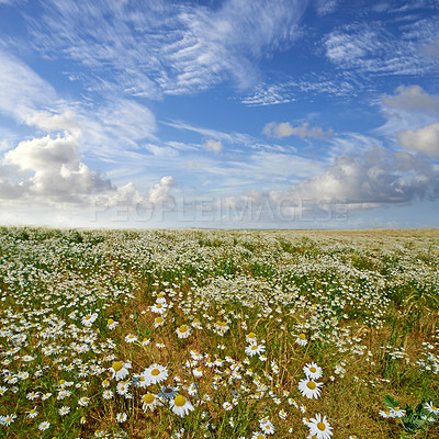 Buy stock photo Flowers in the countryside  in springtime - Jutland, Denmark