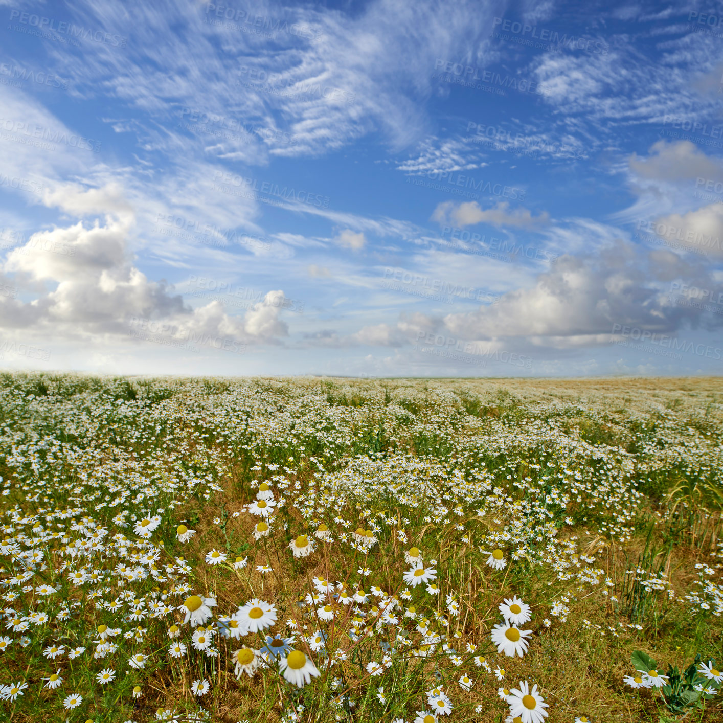 Buy stock photo Flowers in the countryside  in springtime - Jutland, Denmark