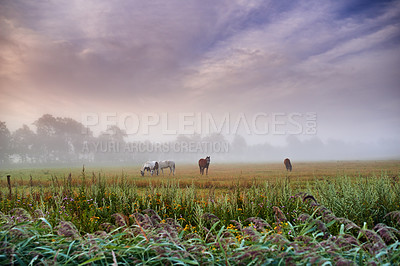 Buy stock photo Horses on Farmland in springtime - Jutland, Denmark