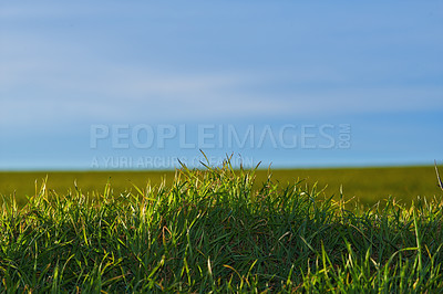 Buy stock photo Blue sky, landscape and grass in meadow, nature and field for environment, ecosystem and earth. Natural background, wallpaper and closeup of foliage, plants and ecology for growth in countryside