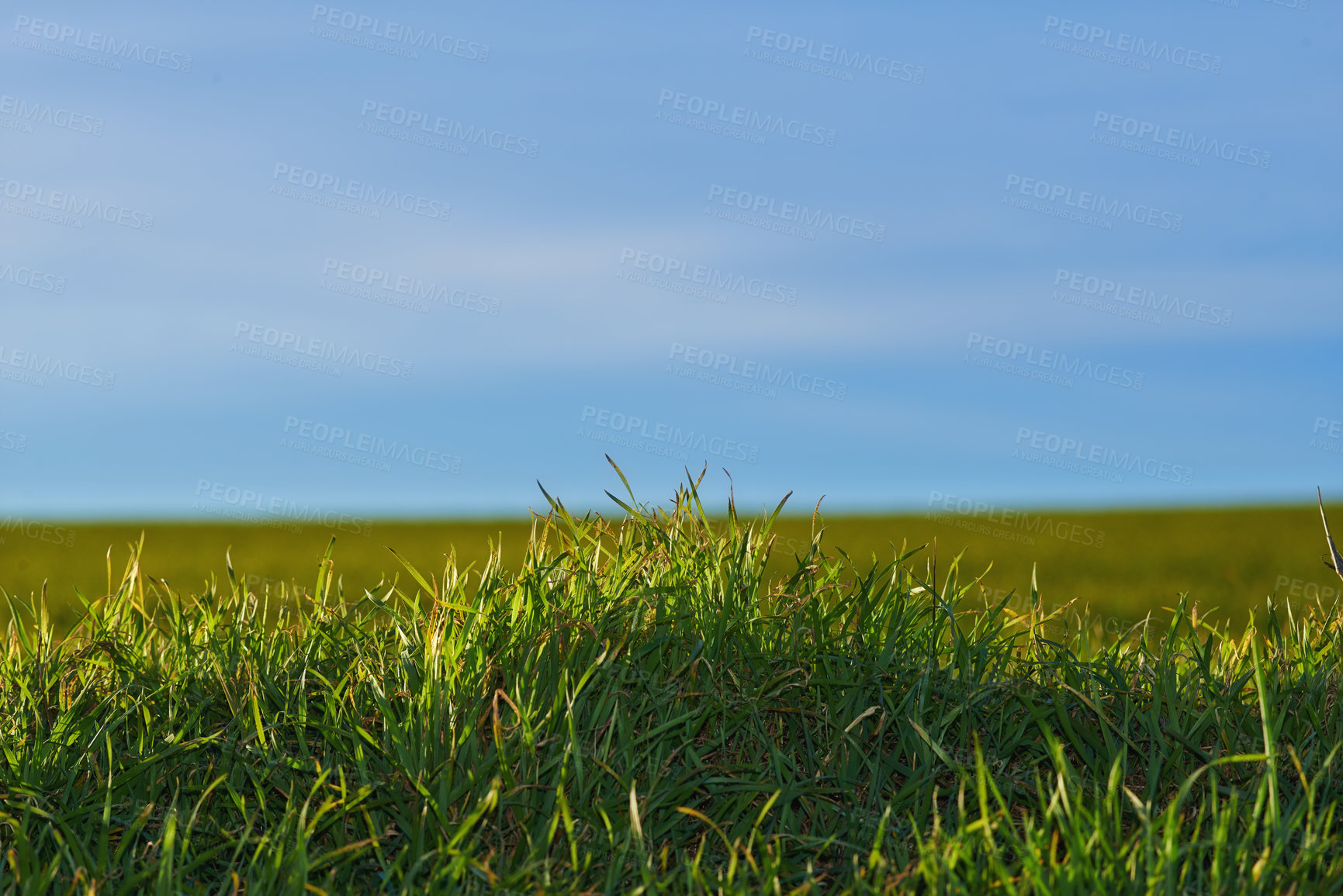 Buy stock photo Blue sky, landscape and grass in meadow, nature and field for environment, ecosystem and earth. Natural background, wallpaper and closeup of foliage, plants and ecology for growth in countryside