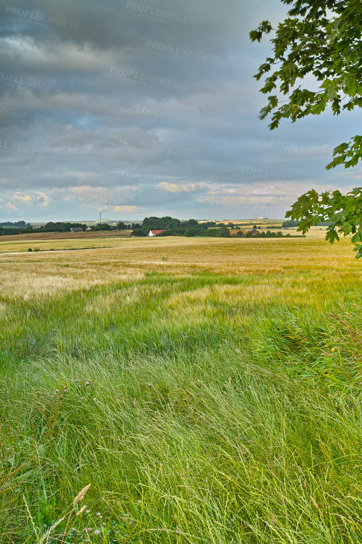 Buy stock photo Nature, landscape and sky with grass in meadow, field and outdoors for environment, ecosystem and earth. Natural background, wallpaper and clouds with trees, plants and ecology for countryside farm