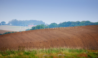 Buy stock photo Field, farming and nature with plough lines for seeds, birds and vegetables with landscape in summer. Ground, soil and process for agriculture with sustainability, dirt and eco friendly in Denmark