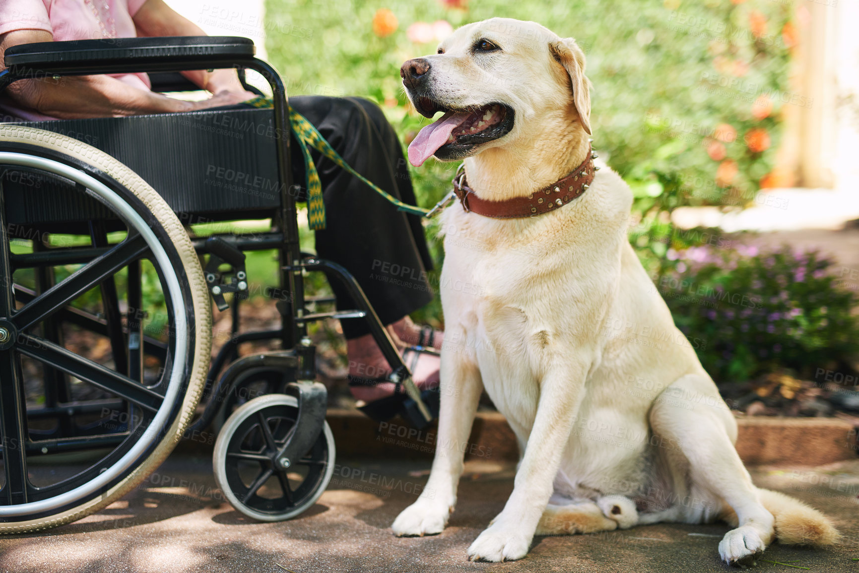 Buy stock photo Service dog, wheelchair and person with a disability in nature for mobility assistance, support and healthcare. Medical alert, training and guide with pet Labrador retriever for patient care